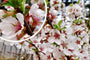 Nanking kers - Prunus tomentosa (Dwergkers)