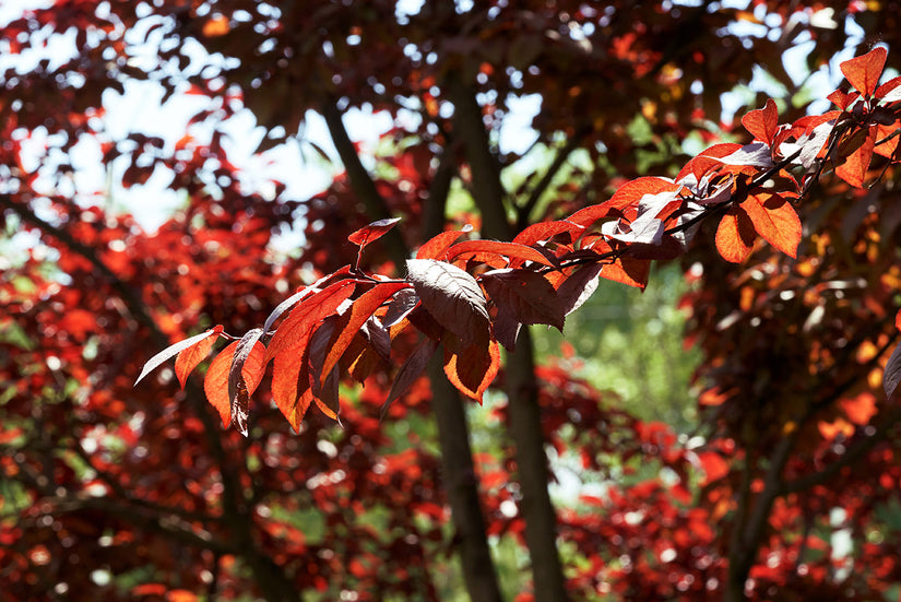 Sierkers - Prunus virginiana 'Shubert'