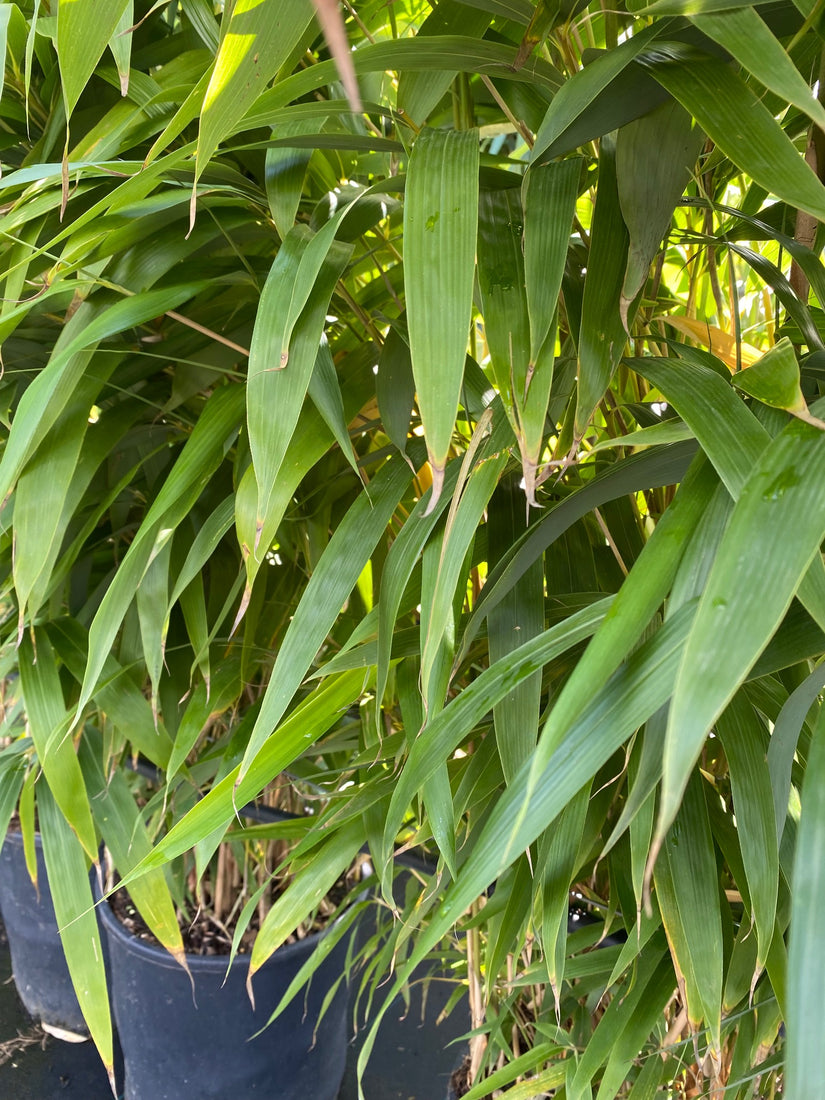 Bamboe Pseudosasa Japonica, Metake Bamboe