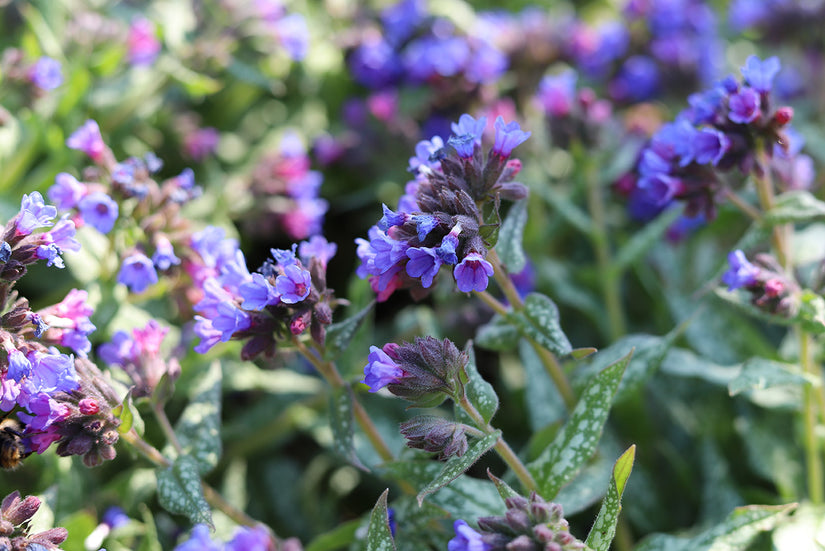 Longkruid - Pulmonaria 'Majesté'