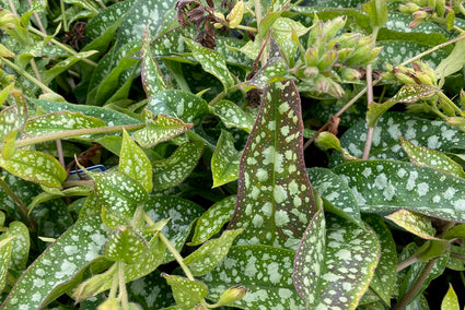 Longkruid - Pulmonaria 'Trevi Fountain'