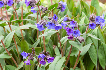 Longkruid - Pulmonaria angustifolia 'Blue Ensign'