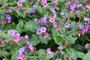 Gevlekt longkruid - Pulmonaria officinalis - Inheemse plant