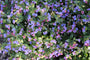 Pulmonaria-saccharata-mrs-moon.jpg