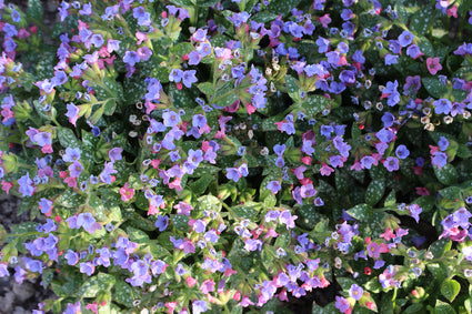 Pulmonaria-saccharata-mrs-moon.jpg