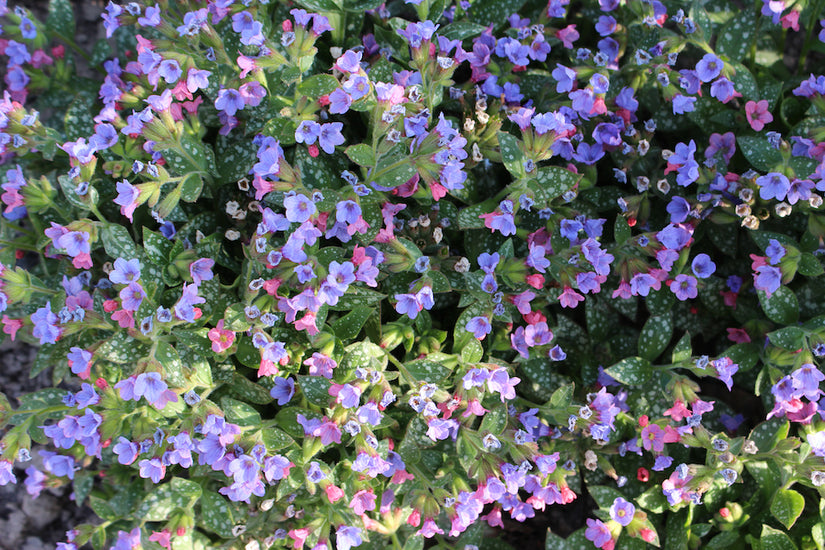 Pulmonaria-saccharata-mrs-moon.jpg