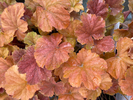 Purperklokje - Heuchera 'Northern Exposure Amber'