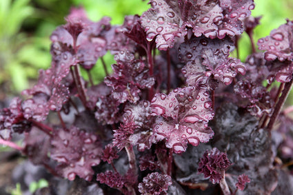 Blad Purperklokje - Heuchera 'Obsidian'