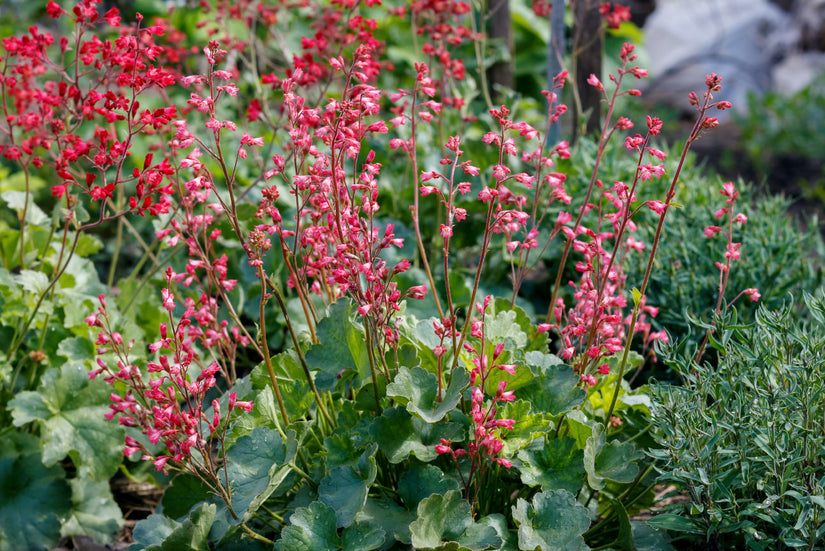 Purperklokje Heuchera 'Pluie de Feu'