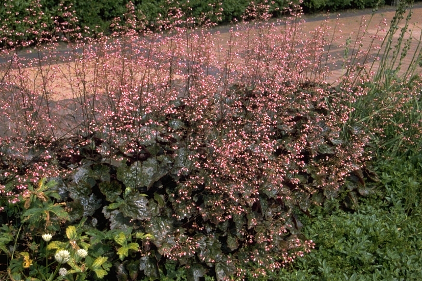 Purperklokje - Heuchera 'Rachel'