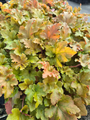 Purperklokje - Heuchera 'Caramel'