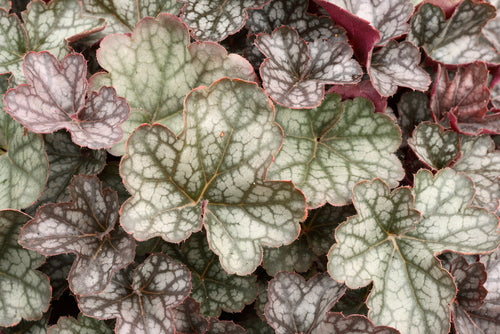 Purperklokje - Heuchera 'Regina' .jpg