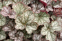 Purperklokje - Heuchera 'Regina' .jpg