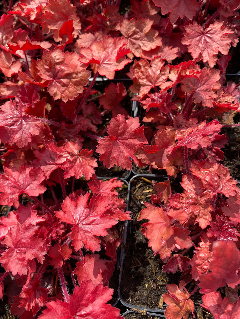 Purperklokje - Heuchera 'fire chief'