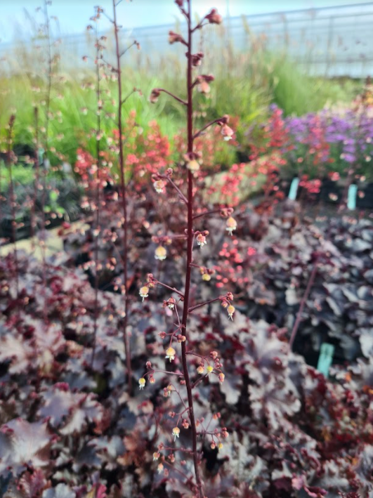 bloemen van de Purperklokje - Heuchera micrantha 'Palace Purple'