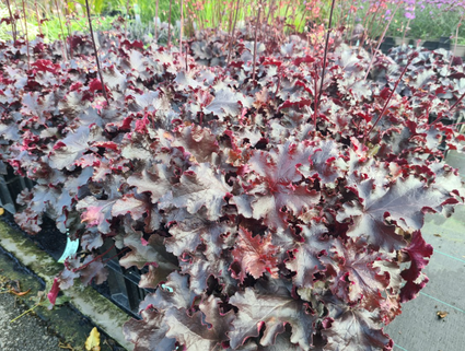 Purperklokje - Heuchera micrantha 'Palace Purple'