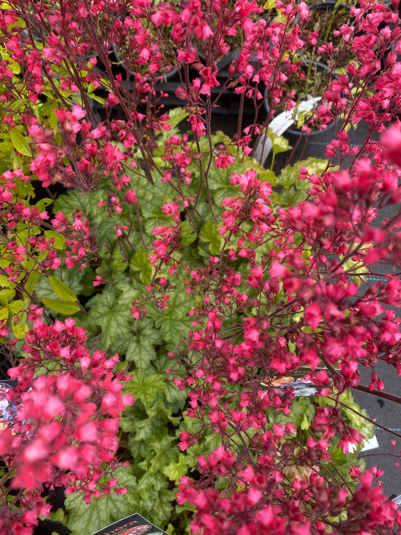 Purperklokje - Heuchera 'Paris'