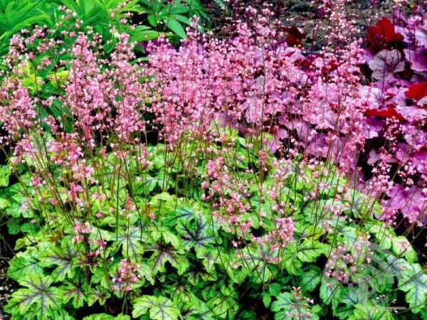 Purperklokje - Heucherella 'Tapestry'