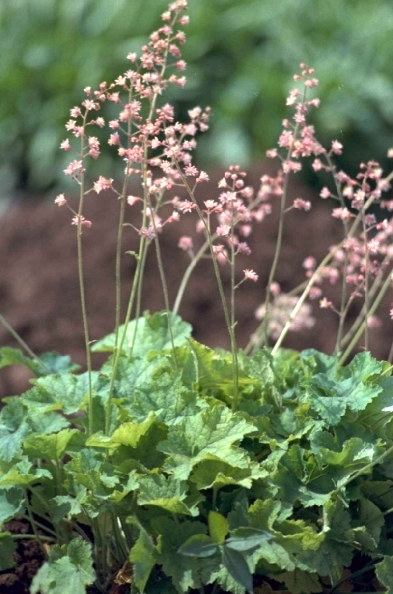 Purperklokje - Heucherella tiarelloides