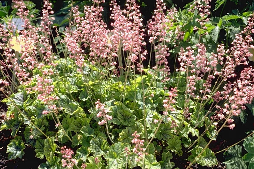 Purperklokje - Heucherella alba 'Bridget Bloom'