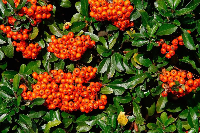 Pyracantha-coccinea-vuurdoorn.jpeg