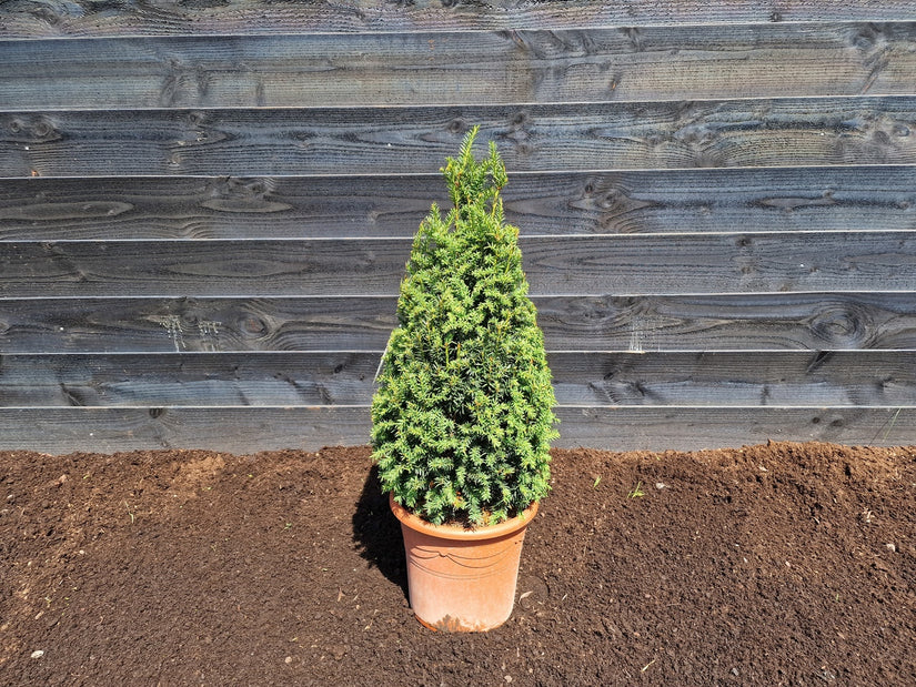 Pyramide taxus - Taxus media 'Rising star' 60-80 cm