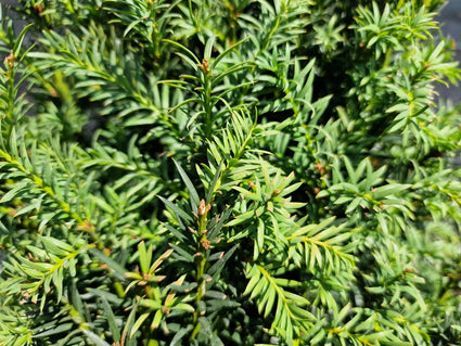 Pyramide taxus - Taxus media 'Rising star' close up foto