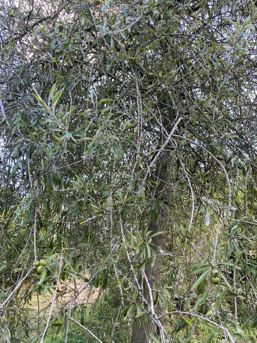 Wilgbladige peer - Pyrus Salicifolia 'Pendula' Treurboom