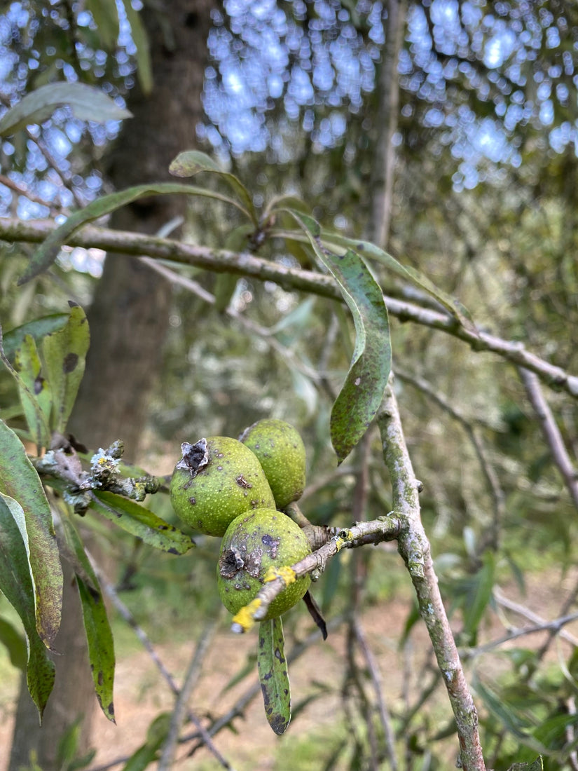 Peer van de Pyrus Salicifolia 'Pendula'