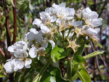 Perenboom - Pyrus communis 'Conference' in bloei