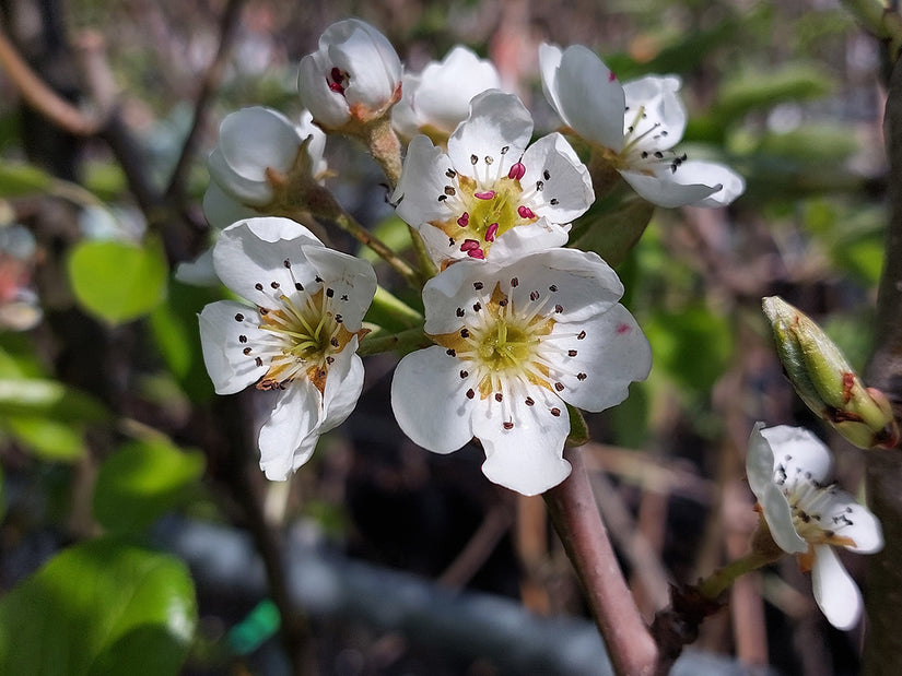 Perenboom - Pyrus communis 'Bonne Louise d'Avranches' bloesem