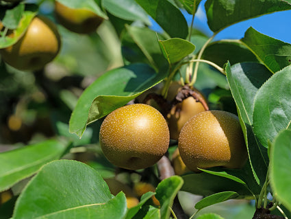 Nashipeer - Pyrus pyrifolia 'Niitaka'