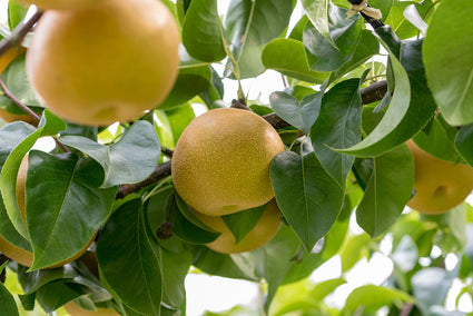 Nashipeer - Pyrus pyrifolia 'Shinko'