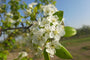 Xinjiang peer - Pyrus sinkiangensis Hoogstam