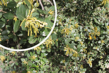 Steeneik haag - Quercus ilex 