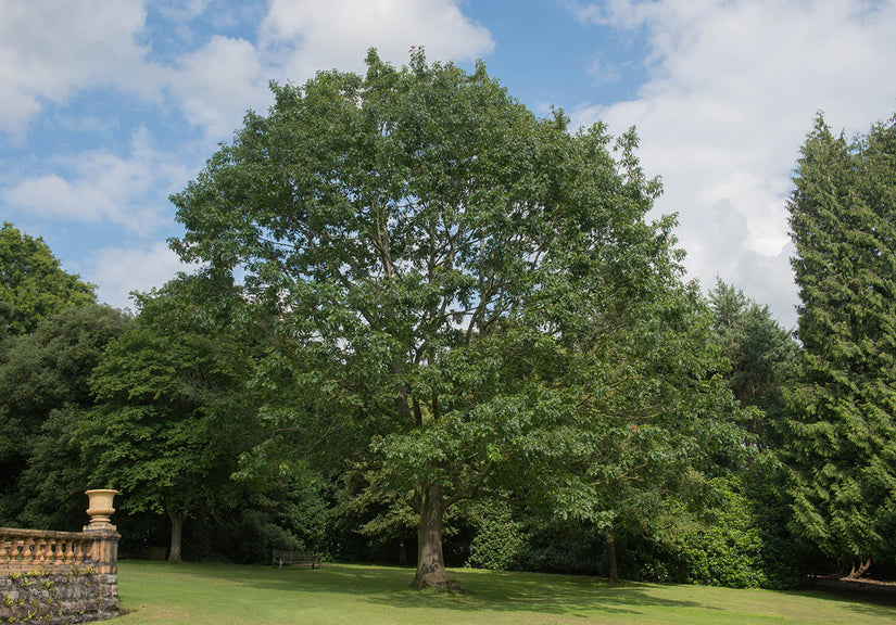 Amerikaanse eik - Quercus rubra