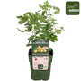 Ribes uva-crispa Easycrisp 'Lady sun' 