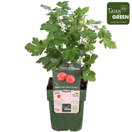 Ribes uva-crispa 'Spinefree' - Kruisbes