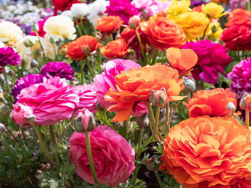 Verschillende kleuren Ranonkel - Ranunculus asiaticus