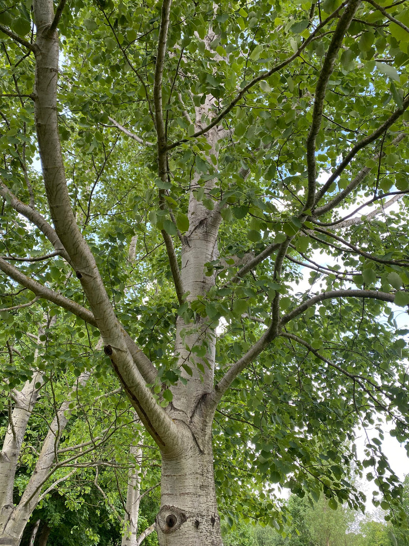 Kroon Ratelpopulier - Populus tremula