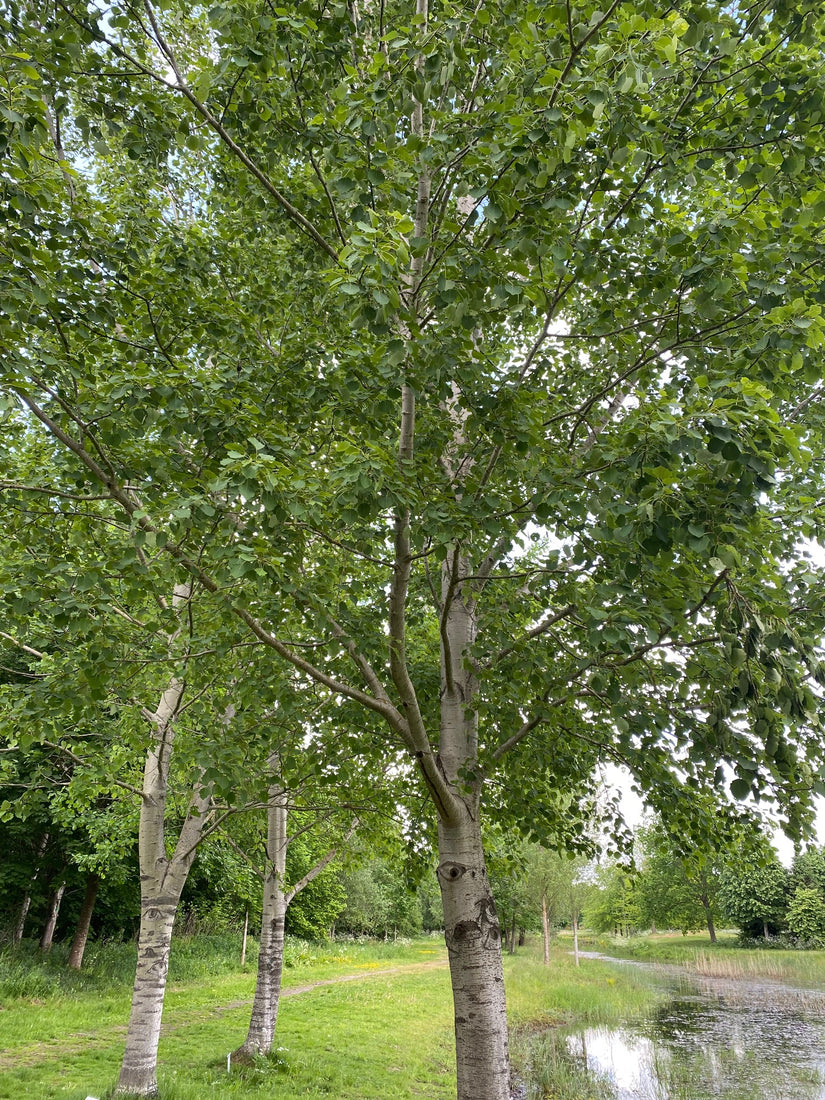 Ratelpopulier - Populus tremula