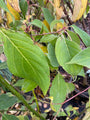 Reuzenkornoelje - Cornus Controversa besjes