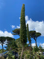 Reuzenslangenkruid - Echium pininana