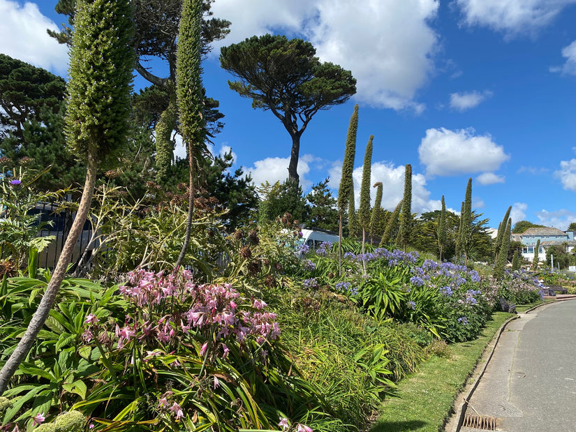 Echium pininana