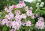 Rhododendron 'Albert Schweitzer'