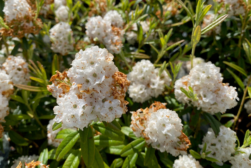  Dwerg rododendron - Rhododendron 'Artic Tern'