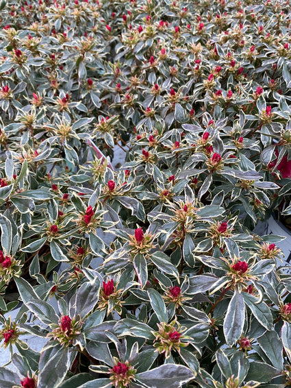 Rododendron - Rhododendron 'Bollywood'