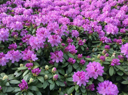 Rhododendron Catawbiense Grandiflorum