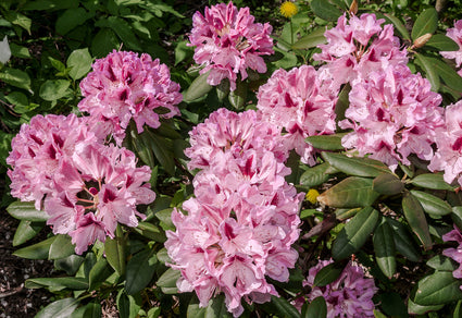 Heester Rhododendron 'Cosmopolitan'