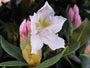 Bloem Rhododendron 'Cunningham's White'